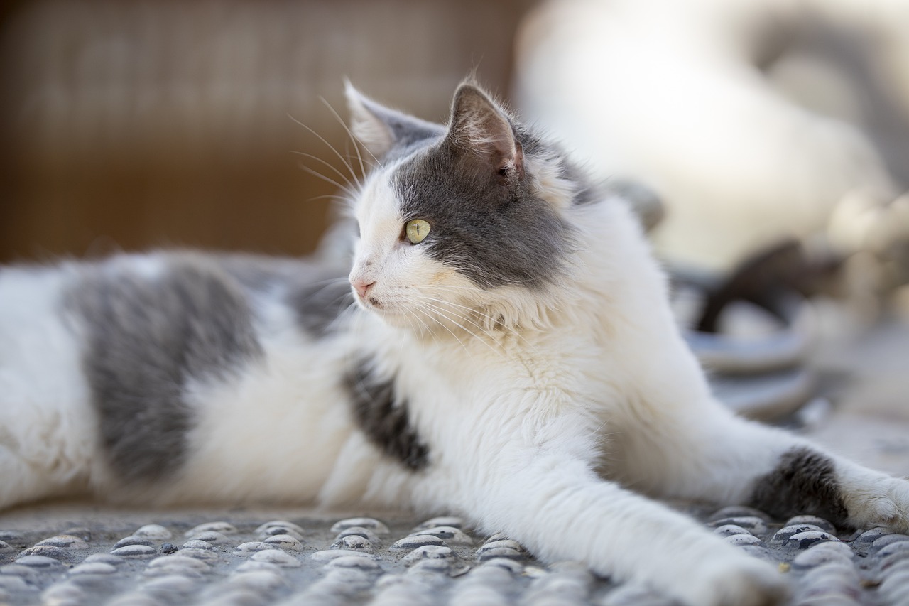 How to Create a Safe Environment for Pets with Allergies